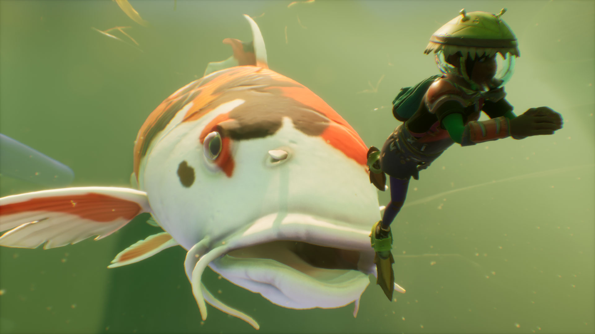 Koi Fish